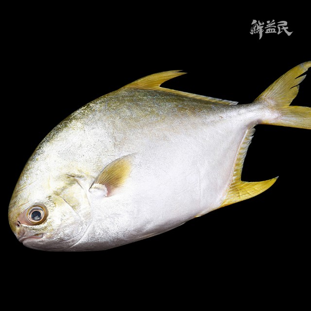 金鲳鱼 平鱼 镜鱼 扁鱼 深海海捕 降低胆固醇 益气养血 预防癌症 延缓衰老