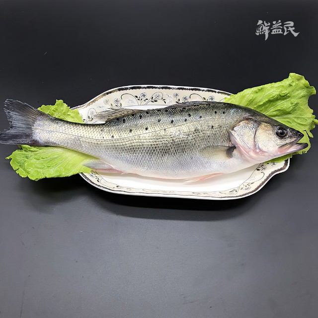 鲈鱼 野生海钓深海鲈鱼 鲜活 滋补身体 安胎养神 月子餐食材