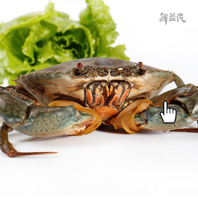 东山岛红鲟 鲜活大红膏鲟蟹 青蟹 野梭子蟹膏蟹 包活发货 死了包赔