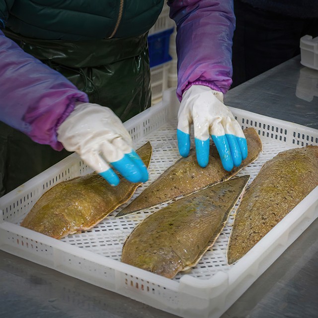 龙利鱼 野生海鲜 牛舌鱼 鳎目鱼 无刺宝宝辅食 保护视力 心血管 提高免疫