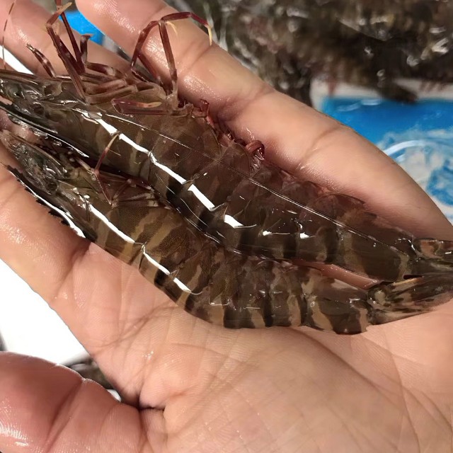 东山岛黑节虾 黑斑节虾 活虾新鲜速冻 非黑虎虾 缓解神经衰弱 预防动脉硬化 
