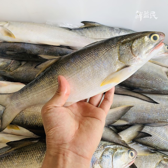 午鱼 鲜活马友鱼 深海鱼 午顺鱼 午笋鱼 降低胆固醇 滋补身体