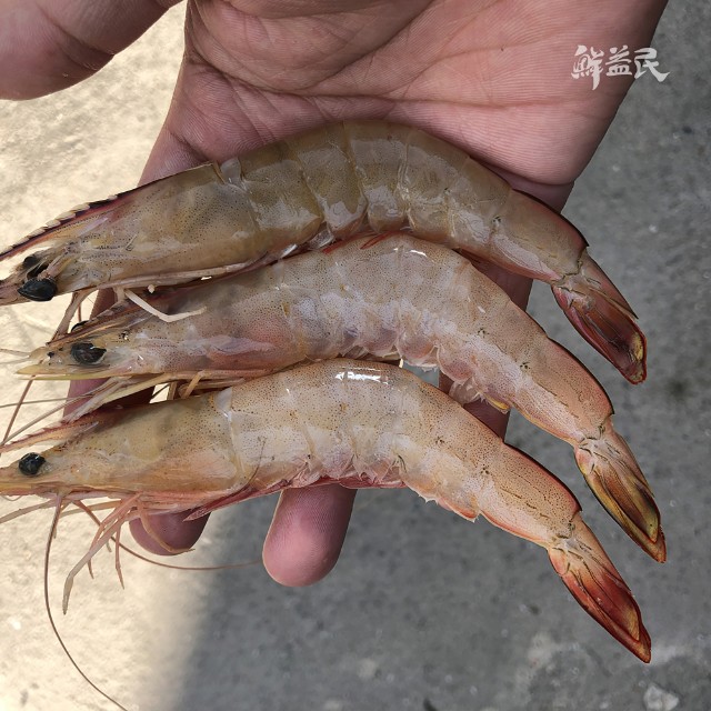 东山岛黄机敏虾 白虾 深海海虾 调节神经系统 有益心脑血管