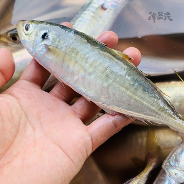 野生巴浪鱼 蓝圆鲹 氨基酸含量高 补脑益智 补血补肾