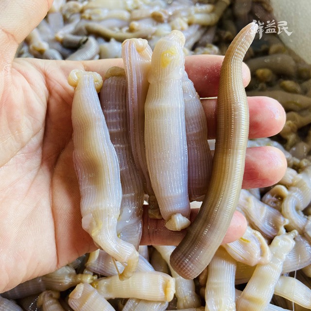 东山岛沙虫 新鲜海肠 沙肠子 海洋虫草 去沙去内脏 煮汤爆炒 滋阴降火 清肺补虚 补肾壮阳 健脾去燥
