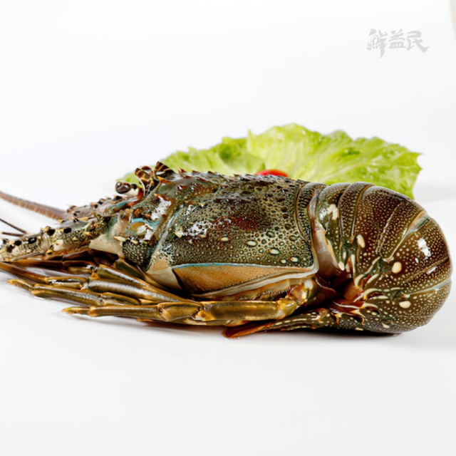 东山岛青龙虾 新鲜急冻 鲜活大龙虾 清蒸 预防动脉硬化 增强人体免疫力