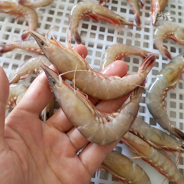 东山岛剑虾 滑皮虾 新鲜海捕 硬壳虾 活冻鲜虾 补肾壮阳 开胃化痰