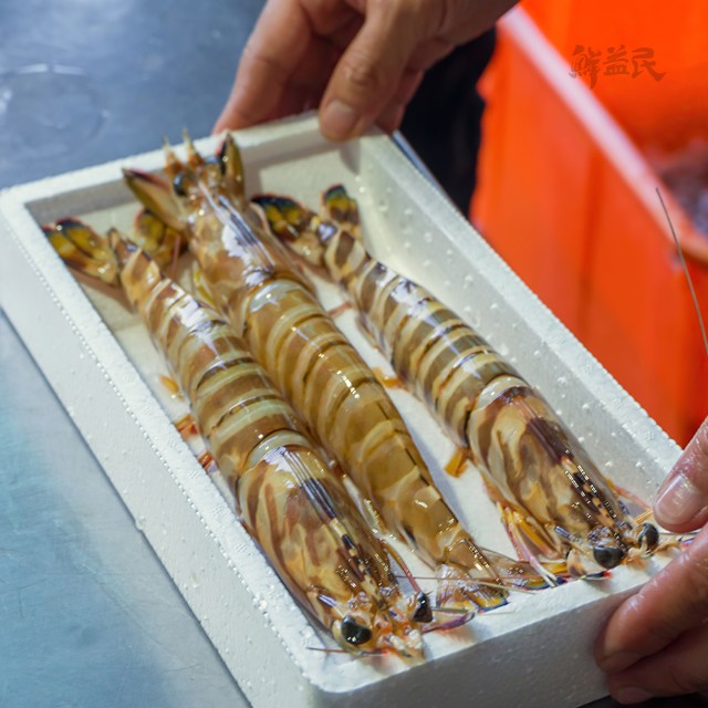 东山岛斑节虾 野生海鲜大虾 海虾九节虾 竹节虾 青虾 基围虾 富含虾青素 益气滋阳 开胃化痰