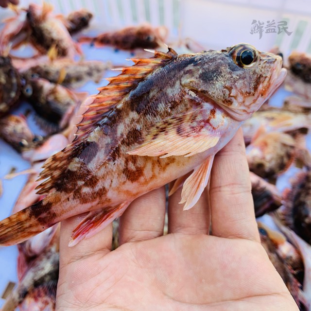 野生小石翁鱼 新鲜石九公 红斑鱼 虎头鱼 营养非常丰富 矿物质含量高 孕妇下奶补钙