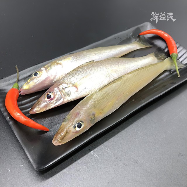 梭子鱼 野生海捕海钓深海沙尖鱼 鲜活速冻沙丁鱼 温中补气 益智 保健