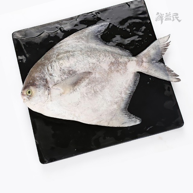 野生斗鲳鱼 满鳞新鲜活冻 中华鯧 中国鲳鱼 海鱼 降低胆固醇 预防心血管 补脾益气