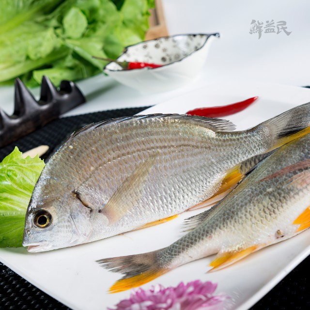 黄翅鱼 新鲜活冻 黄鳍鲷鱼 活冻海鲜海鱼 健脾开胃 益气 利水 通乳 除湿 闽南月子鱼